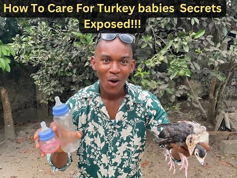 How To Raise Baby Turkeys!!! (poult) Beginners Guide