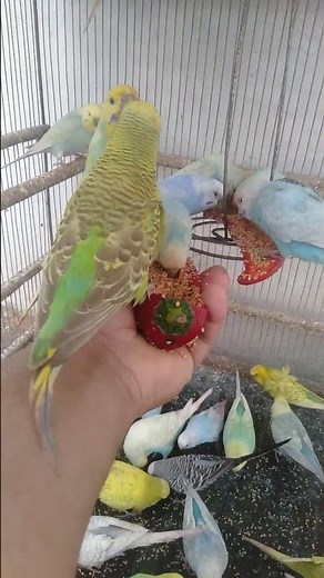 A Sweet Budgie Sound That Feels Like Happiness 🐦✨ Cute Fun