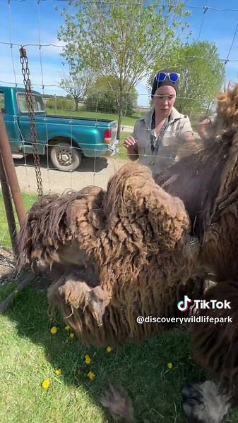 How Bactrian Camels Regulate Body Temperature | Shedding Winter Coats