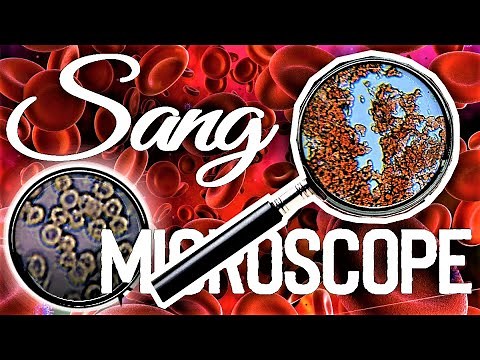 🩸Observation du sang (avec ses globules rouges) au microscope optique (3 grossissements) 🔬