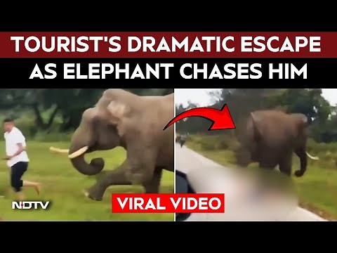 Karnataka News | Dramatic Escape After Elephant Chases Tourist, Steps On Him in Karnataka Forest