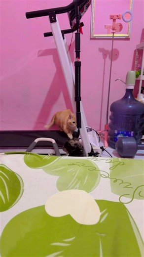 Jd dia ngira si lun lun ini kucing kampung gess krn mungkin bulu nya pendek, tp aku ga suka sih sikap dia spt itu , dan emang kucing kampung jg ga boleh d rawat ga boleh d vaksin y??? Btw persia ga sampek 1 jt jg dapat tp sombong nya ya Allah . #kitten #fypシ