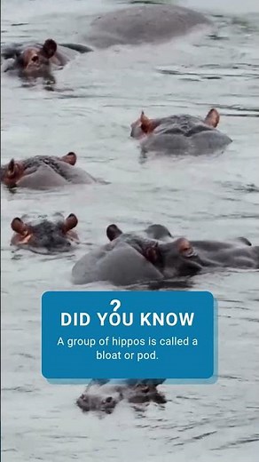 Fun Facts About Hippos