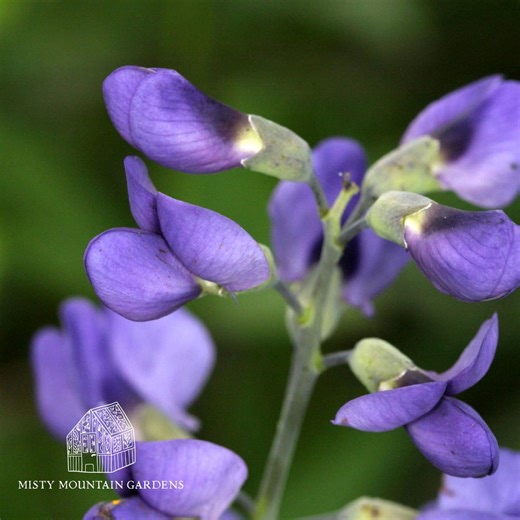 Blue Wild Indigo Seeds – Baptisia Australis Native Perennial, Pollinator Plant, Drought Tolerant - Etsy