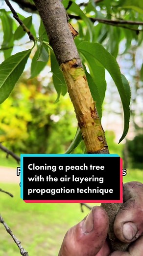 Cloning my neighbor’s peach tree using the air layering technique. Follow for the four-week update in July. #CapCut #gardentok #peachtree #propagation #airlayering #freetrees #peaches #orchard #fruittree #PeachTreePropagation #AirLayeringMethod #GardeningTips #PlantPropagation #DIYGardenProjects #GreenThumb #GardenInspiration #GrowYourOwnFood #BackyardGardening #urbangardening
