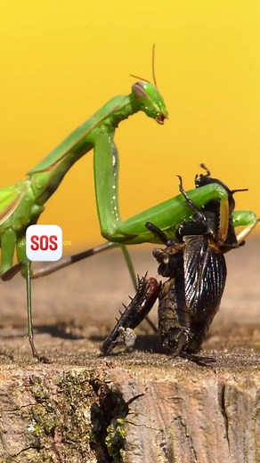1.8M views · 10K reactions | Praying mantis eating cricket 聯 #viralvideoシ #reelsviral #insects_of_our_world #tarantula #fyp #terrarium #virals #today | InsectaHaus | Facebook