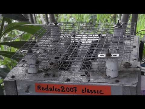 16 minutes of wasp extermination