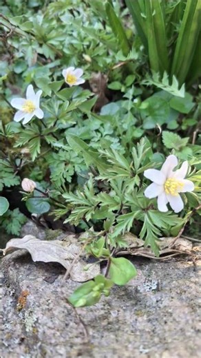 Buschwindröschen 🤍🌿 #garten #frühling #shortvideo #pflegeleicht #buschwindröschen