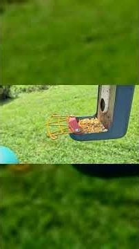 EVERYTHING you need to know BEFORE buying bird buddy perch