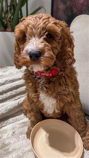 Bystre psiaki Cavapoo F1b 😍😍😍 •szczeniaki •Cavapoo •clever dog •humor •socjalizacja •rzetelna hodowla • badania DNA | My Doodle Stories