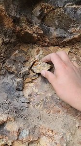 Absolute JELLY 🤯 Stunning Oregon fire opal I dug at the Red October 2 mine⚒️🙌 | Bigfoot Crystals