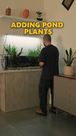 18K views · 2.8K reactions | Added some pond plants to this shallow...