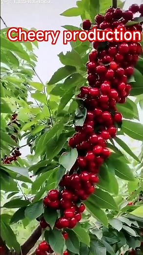 Cheery 🍒Orchard#sour Cherry#FruitProduction #Farming#Agriculture#SweetCherry #OrganicFarming