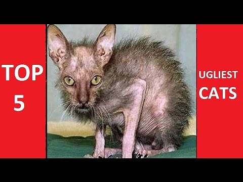 TOP 5 UGLIEST CATS IN THE WORLD