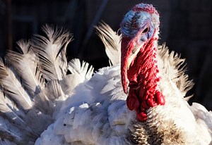 Using Turkey Manure for Gardens | Planet Natural