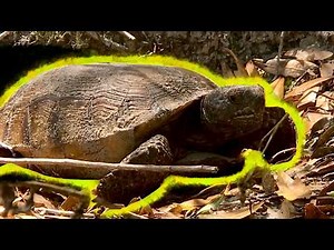 Finding Gopher TORTOISES! - Why These Digging Turtles Are IMPORTANT