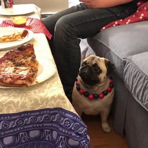 22K views · 571 reactions | Me getting too excited for food like藍 Instagram.com/pugdashians | It's a Pug Thing | Facebook