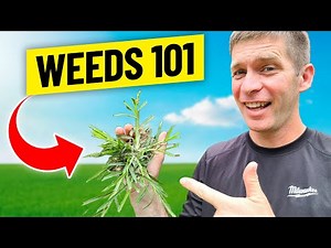 Weeds in Lawn 101 - Broadleaf, Grassy, Sedges, Cool Season, Warm Season, Annual, Perennial