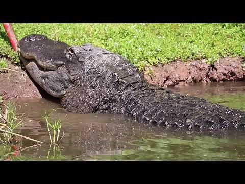 Phoenix Zoo Alligator Target Training