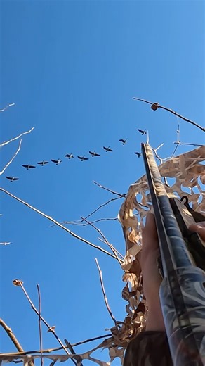 POV flying goose shot | real hunt🪿#shorts #goose #hunting #gopro #geese #outdoors #nature #wildlife