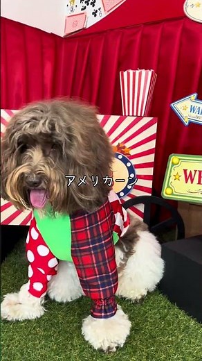 ちょっと変わったスタジオで撮影！ オーストラリアンラブラドゥードル☆ラテ #ドゥードル #australianlabradoodle #犬のいる生活