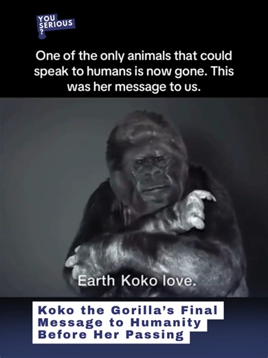 A clip of Koko the gorilla’s final message has resurfaced online, showing the famous primate seemingly urging humans to save the Earth. Koko, who could communicate with people using sign language, passed away in 2018. Her message about protecting the planet continues to move many people, reminding the world of the unique bond she shared with humans and the legacy she left behind.