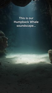 299K views · 6.4K reactions | Deep, slow, and peaceful—just like your next breath.  Let the ocean’s gentle giants guide you to calm. | Calm | Facebook