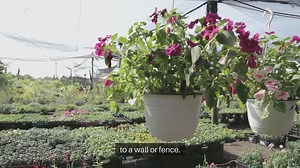 Vertical Garden Planting Tips