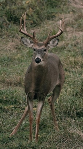 You've waited all year for this, It's time to connect the dots and take your shots this season. #Xtra #Reveal #cellcam | Tactacam