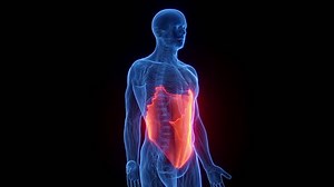 3D rendered medical animation of male anatomy - external obliques. plain black background. professional studio lighting. rotation