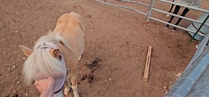 14K views · 265 reactions | Coyote screaming in the distance this morning. I started recording because there's a strange tint Of color out there today. | Colorado Bigfoot | Facebook