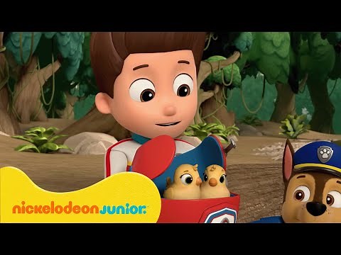 PAW Patrol : La Pat' Patrouille | La Pat' Patrouille sauve des bébés animaux ! | Nickelodeon Jr.