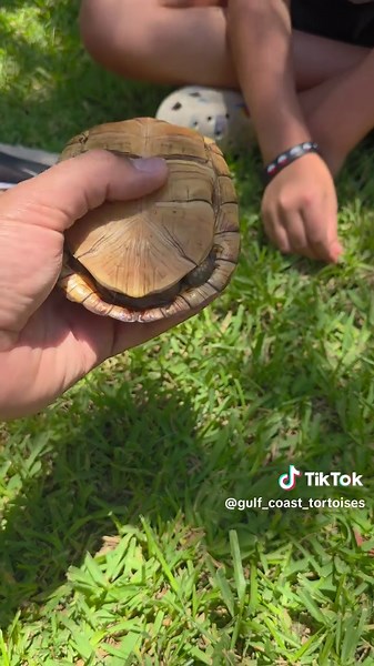Rescuing the Gulf Coast Box Turtle from Danger