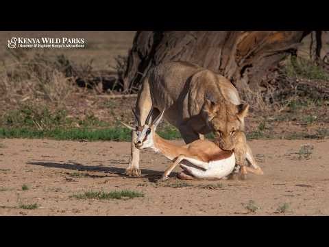 Why Do Predators Pick Specific Targets? Optimal Foraging Theory