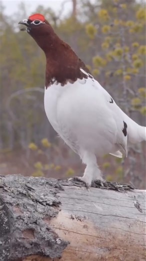 Sunete scoase de diferite animale!😳 | Ionut Mosoeanu