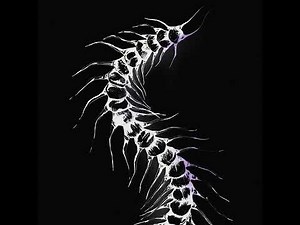 cloudyfield - crawl (slowed & reverb)