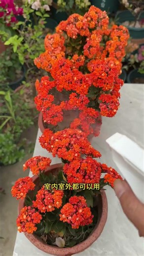 How to Banish Scale Insects from Kalanchoe Plants - Easy DIY Solution