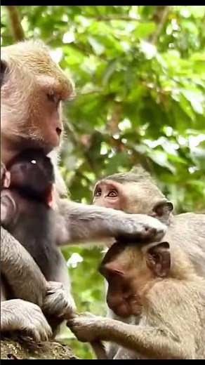 Life of Monkeys: The mother monkey angrily warned the older monkey not to harm the baby monkey.