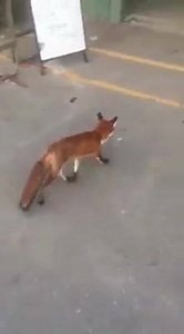 2.4K views · 76 reactions | Foxy :)) | The Green Shed | Facebook