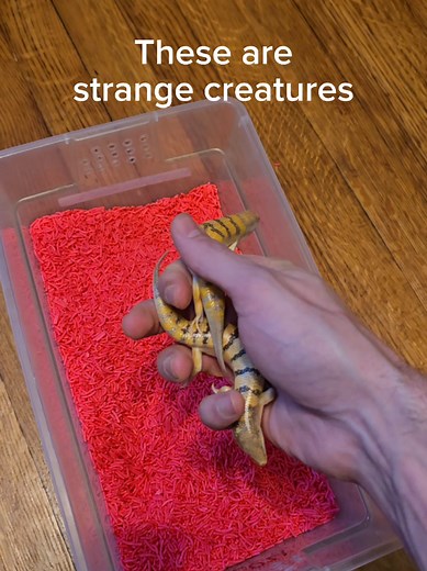 Haunting Dreams of Lizard Pets: A Reptile Journey