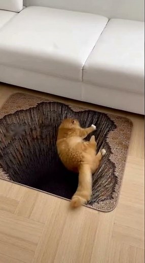 Cat Panics Over 3D Illusion Rug 😹🕳️#catfail #funnycat