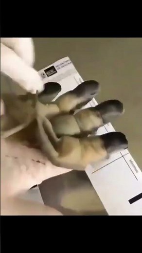 Forensic finger print technique
