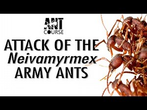 Ant Course Presents: Attack of the Army Ants!