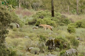 The Simien Mountains, Part 6 - हिन्दी डॉक्यूमेंट्री #animals #wildanimals #Jungle #documentary #WildlifeTelecast See the Simien Mountains, home to some of the rarest creatures on earth. का पार्ट 5 | Wildlife Telecast
