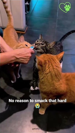 🤣Funniest Animal video to Cure Your Depression 😹