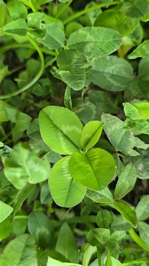🍀한 장소에서 자란 한잎클로버 4개, 두잎클로버 1개, 네잎클로버 3개🍀4 One-leaf, 1 Two-leaf, and 3 Four-leaf Clovers in One Spot