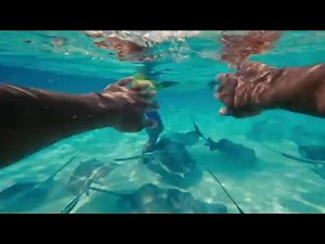 Swim with stingrays in the Cayman Islands. Find your Caymankind.