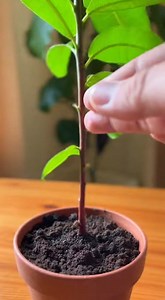 467K views · 2.4K reactions | Raccolto abbondante di mango: applica questo metodo a partire da oggi | Trucchi e fai da te | Facebook