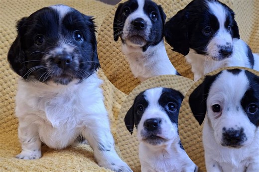 Adorable puppies up for adoption as they look for a life-long home