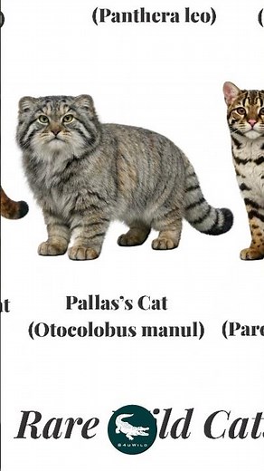 Pallas’s Cat: The Grumpy Ghost of the Mountains 🐾🔥